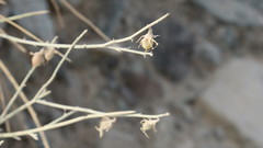 Crotalaria aegyptiaca