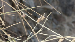 Crotalaria aegyptiaca