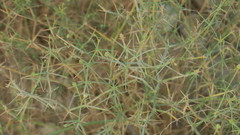 Zygophyllum indicum