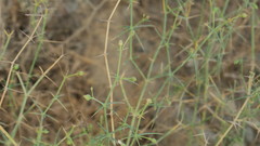 Zygophyllum indicum