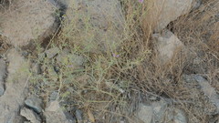 Zygophyllum indicum