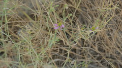 Zygophyllum indicum