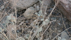 Heliotropium calcareum