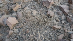 Heliotropium calcareum