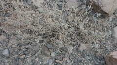 Heliotropium calcareum