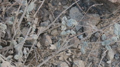 Heliotropium calcareum