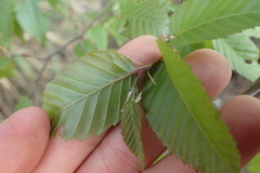 Carpinus kawakamii