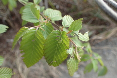 Carpinus kawakamii