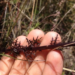 Lamourouxia multifida