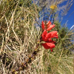 Lamourouxia multifida