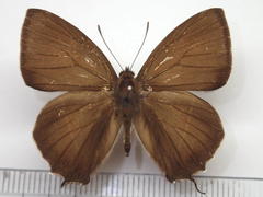 Favonius yuasai