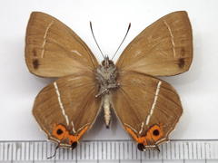 Favonius yuasai