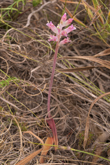 Lachenalia salteri