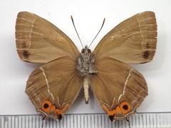 Favonius yuasai