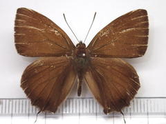 Favonius yuasai