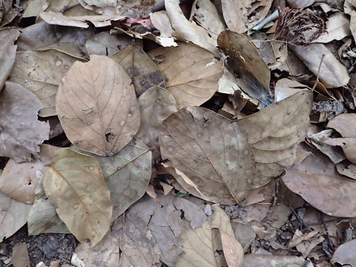 Diospyros oldhamii iNat (2)