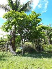 Handroanthus ochraceus