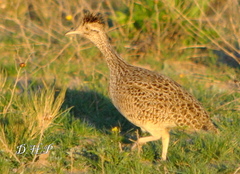 Nothoprocta cinerascens