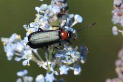 Lytta crotchii