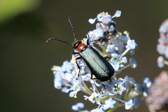 Lytta crotchii