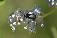 Lytta crotchii