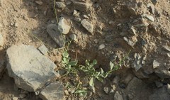 Physorhynchus chamaerapistrum