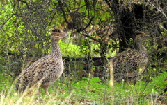 Nothoprocta cinerascens
