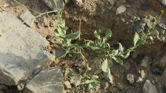 Physorhynchus chamaerapistrum