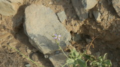 Physorhynchus chamaerapistrum