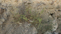 Physorhynchus chamaerapistrum