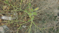 Physorhynchus chamaerapistrum