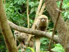 Plecturocebus donacophilus