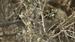 Plocama aucheri