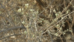 Plocama aucheri