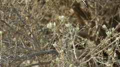 Plocama aucheri