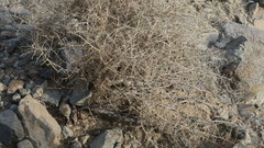 Plocama aucheri