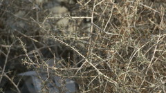 Plocama aucheri