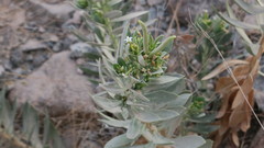 Rhazya stricta