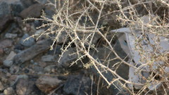 Plocama aucheri