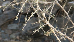 Plocama aucheri
