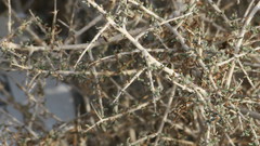 Plocama aucheri