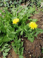 Taraxacum officinale