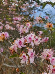 Rhododendron lasiostylum
