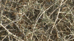 Plocama aucheri