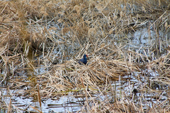 Porphyrio porphyrio