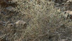 Plocama aucheri