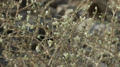 Plocama aucheri