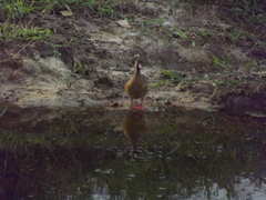 Amazonetta brasiliensis