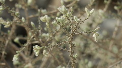 Plocama aucheri