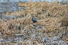 Porphyrio porphyrio